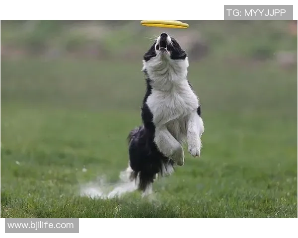 从零基础到飞盘高手：全面掌握飞盘速度技巧与训练方法